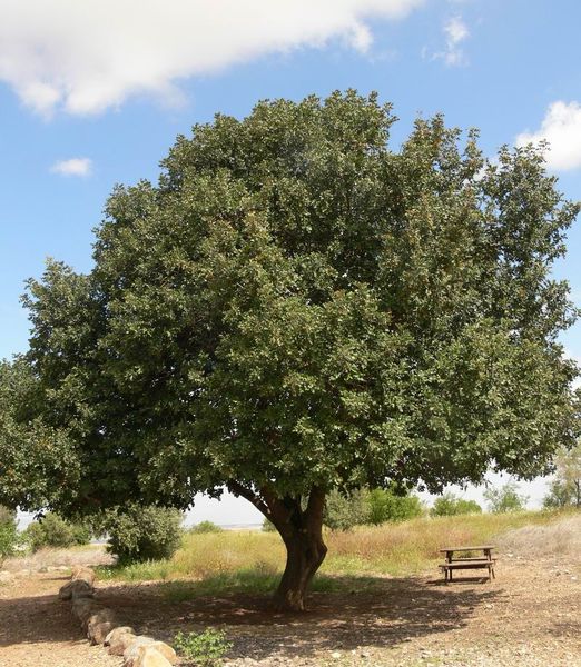 Ceratonia siliqua - Karob